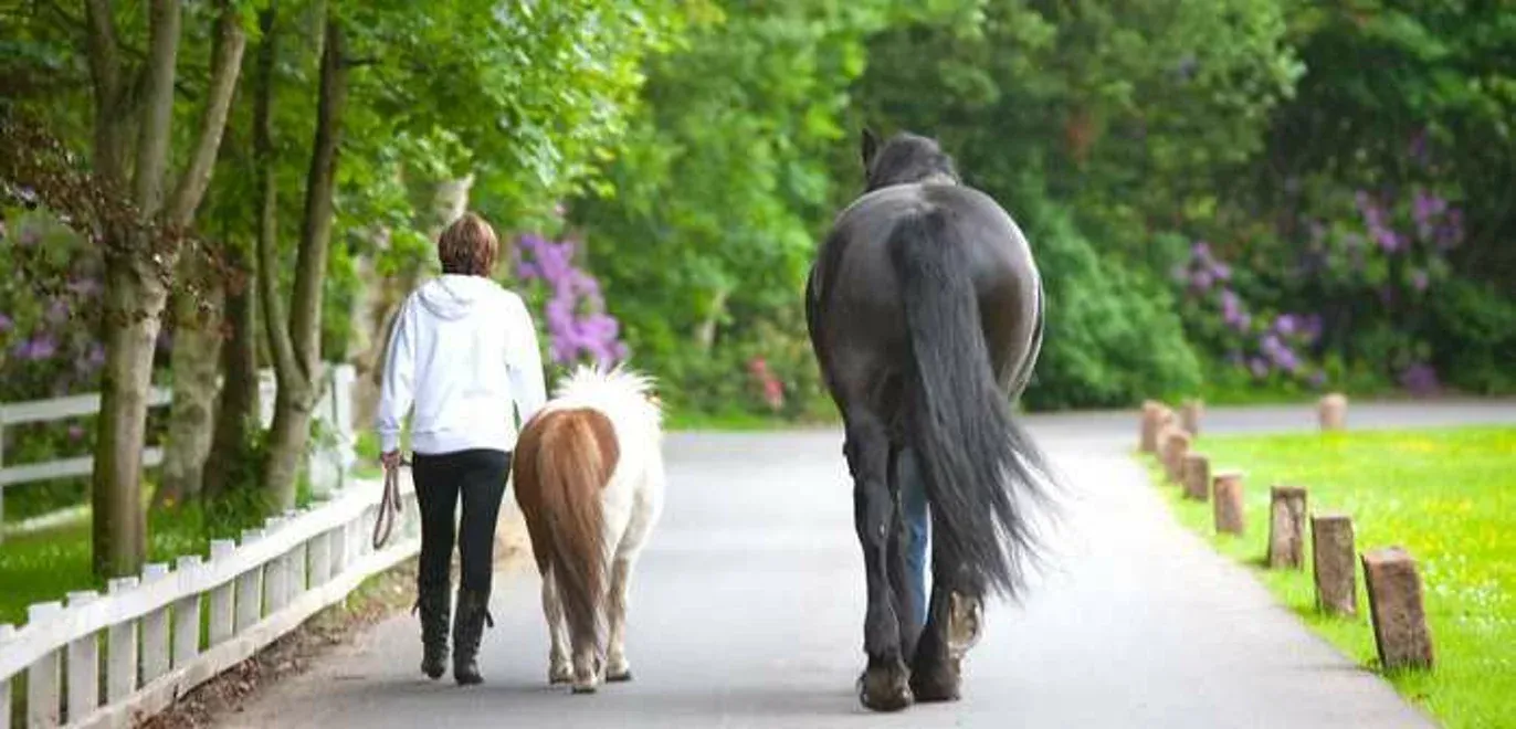 Due persone camminano su un viale alberato accompagnando un pony e un cavallo nero
